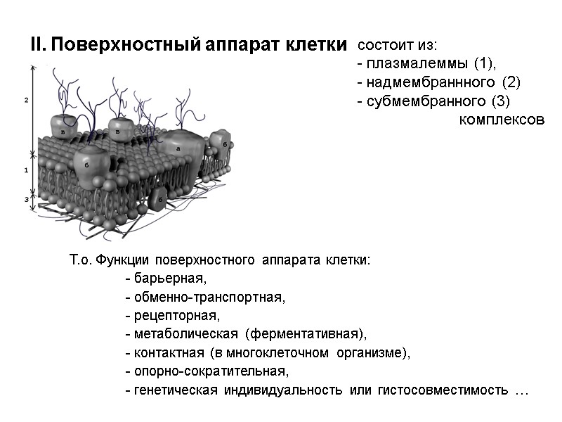II. Поверхностный аппарат клетки состоит из: - плазмалеммы (1),   надмембраннного (2) 